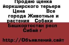 Продаю щенка йоркширского терьера  › Цена ­ 20 000 - Все города Животные и растения » Собаки   . Башкортостан респ.,Сибай г.